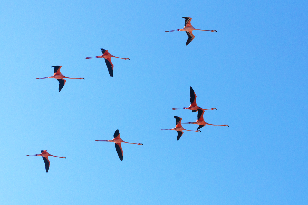 el-palmar-avistamiento-aves-2