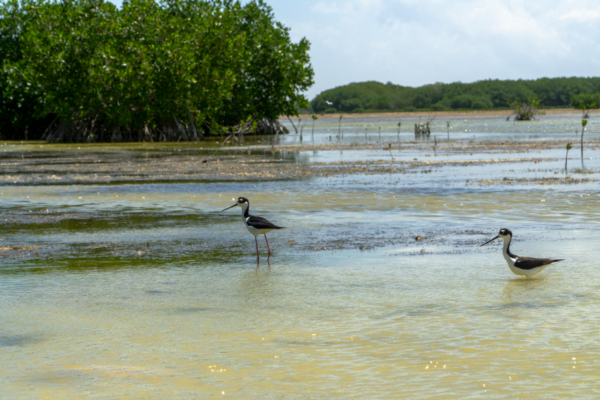 el-palmar-avistamiento-aves